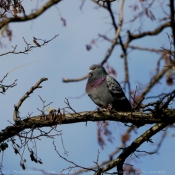 Photo de Pigeon