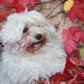 Photo de Bichon maltais