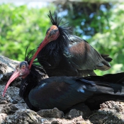 Photo d'Ibis chauve