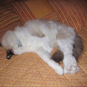 Photo de Ragdoll