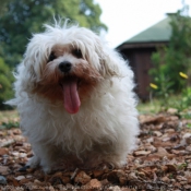 Photo de Bichon maltais