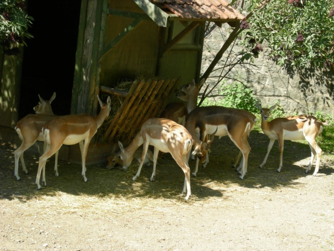 Photo de Gazelle