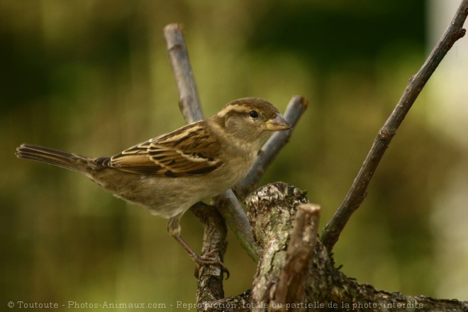 Photo de Moineau