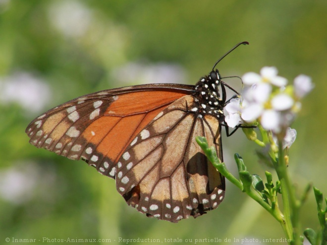 Photo de Papillon