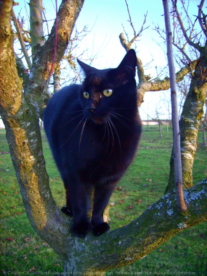 Photo de Chat domestique