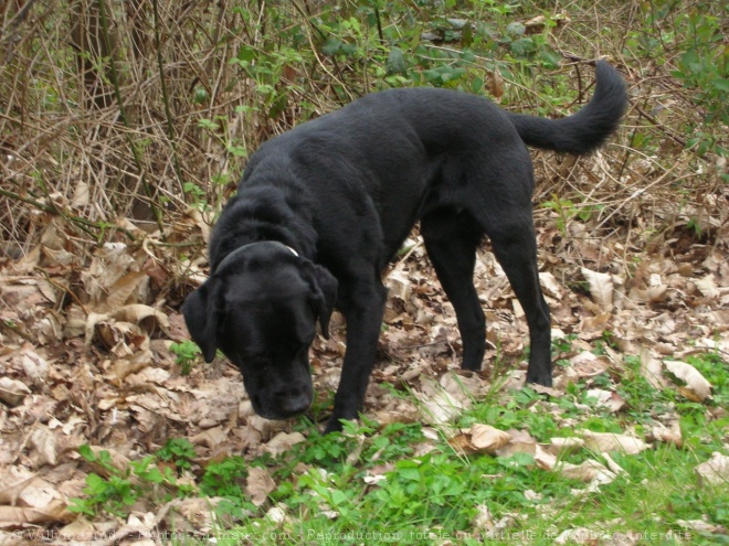 Photo de Labrador retriever