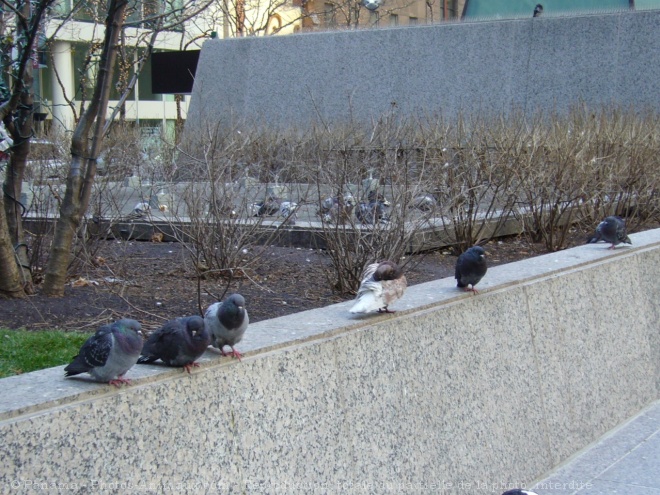 Photo de Pigeon