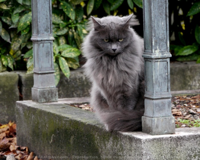 Photo de Chat domestique