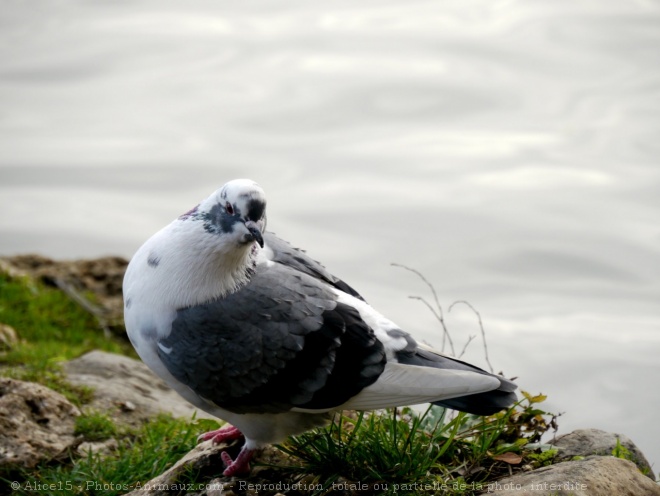 Photo de Pigeon