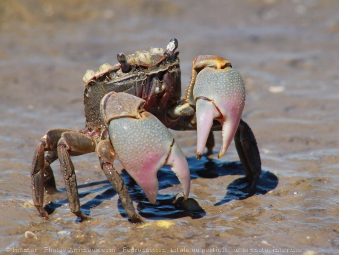 Photo de Crabe