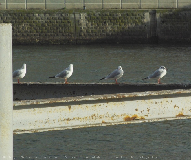 Photo de Mouette