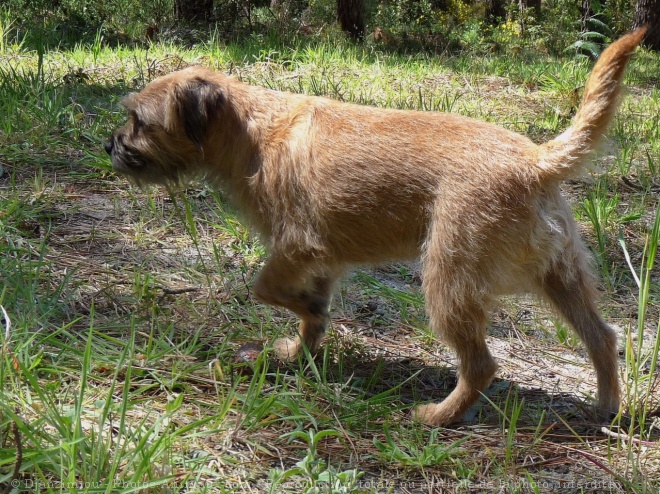 Photo de Border terrier