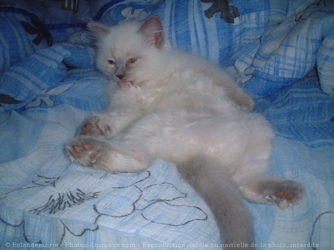 Photo de Ragdoll