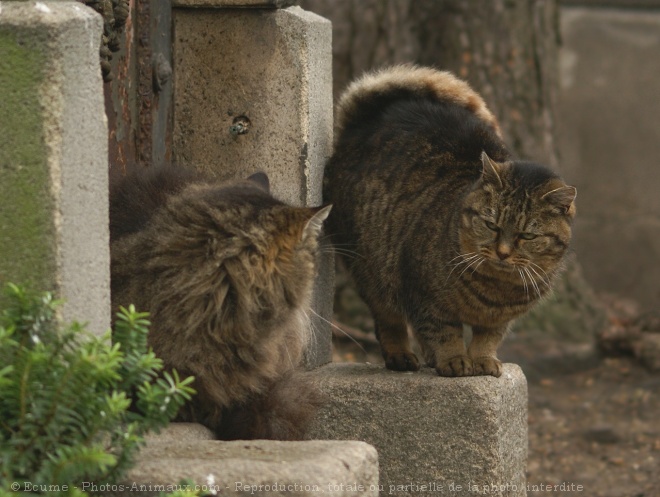 Photo de Chat domestique