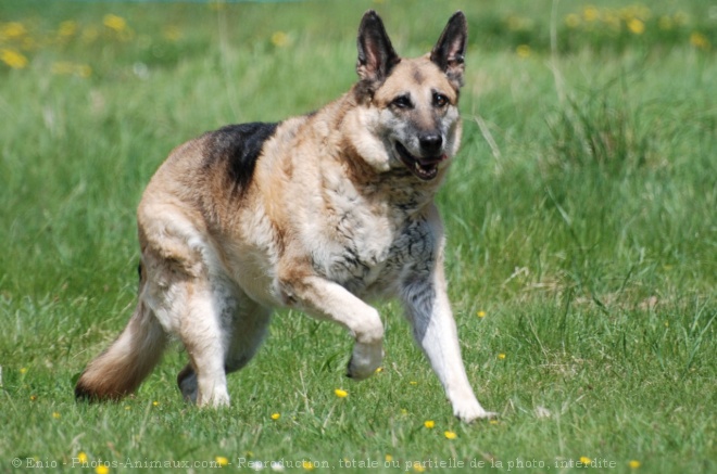 Photo de Berger allemand  poil court