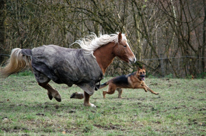 Photo de Haflinger