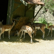 Photo de Gazelle