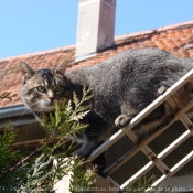 Photo de Chat domestique