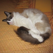 Photo de Ragdoll