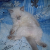 Photo de Ragdoll