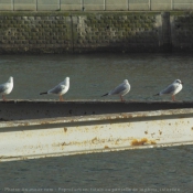 Photo de Mouette