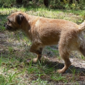 Photo de Border terrier