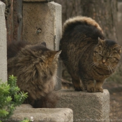 Photo de Chat domestique