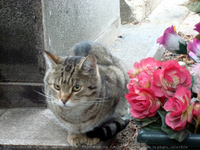 Photo de Chat domestique