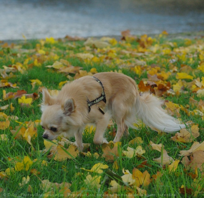 Photo de Chihuahua  poil long