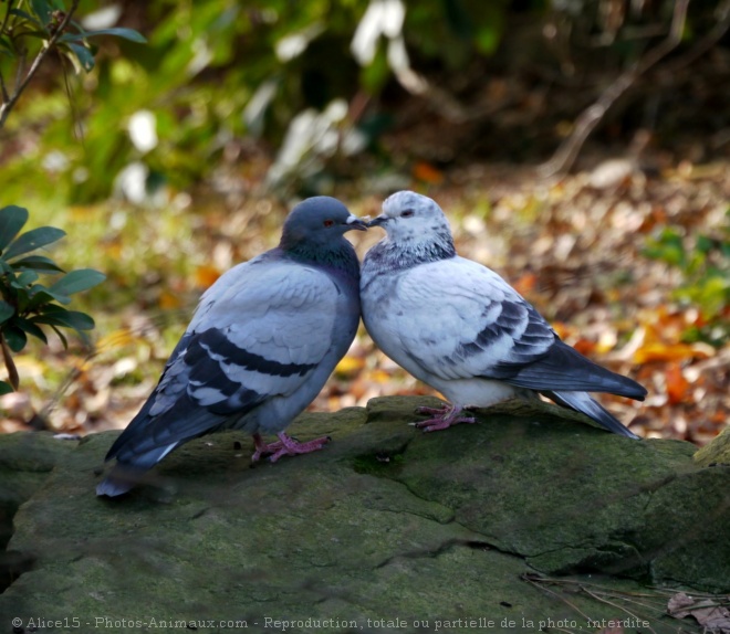 Photo de Pigeon