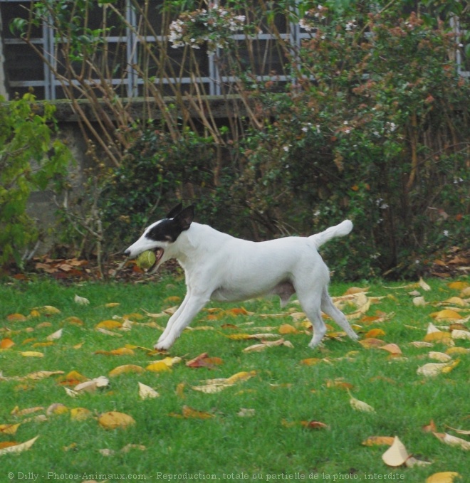 Photo de Jack russell terrier