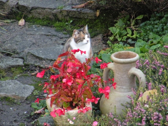 Photo de Chat domestique