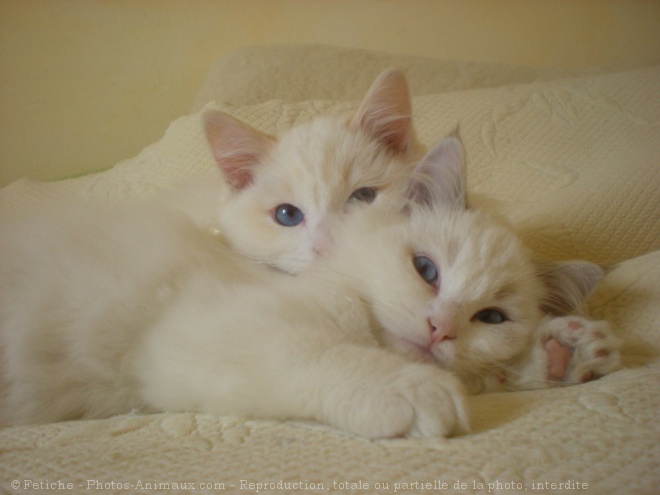 Photo de Ragdoll