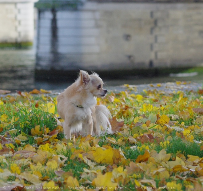 Photo de Chihuahua  poil long