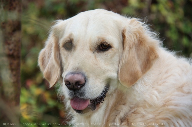 Photo de Golden retriever