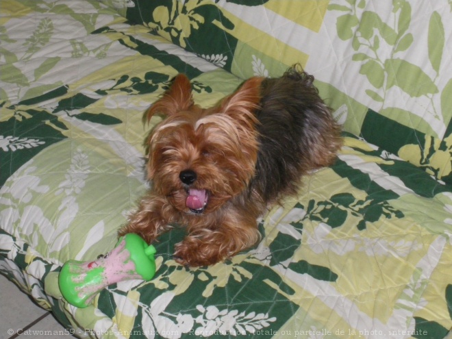 Photo de Yorkshire terrier