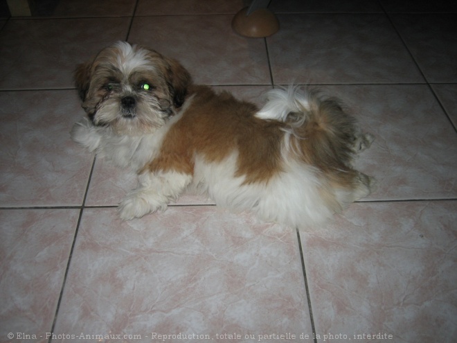 Photo de Shih tzu