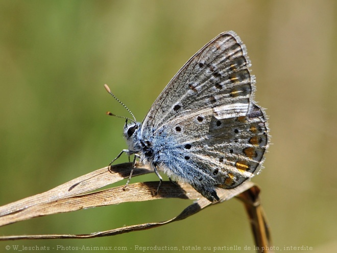 Photo de Papillon