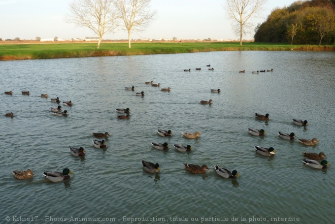 Photo de Canard