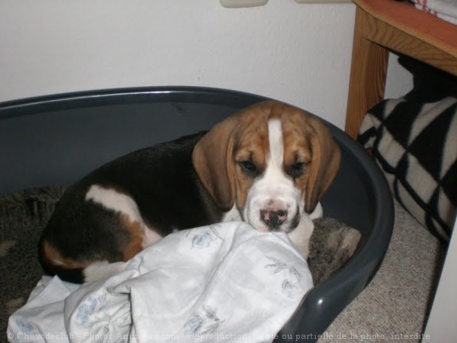 Photo de Beagle