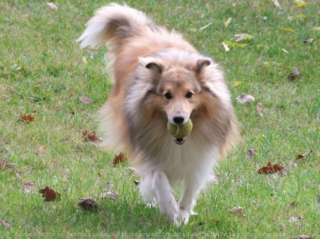 Photo de Chien de berger des shetland