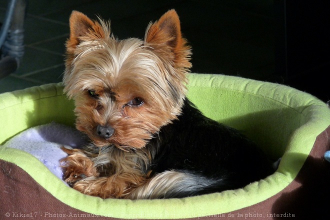 Photo de Yorkshire terrier