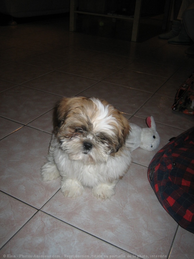 Photo de Shih tzu