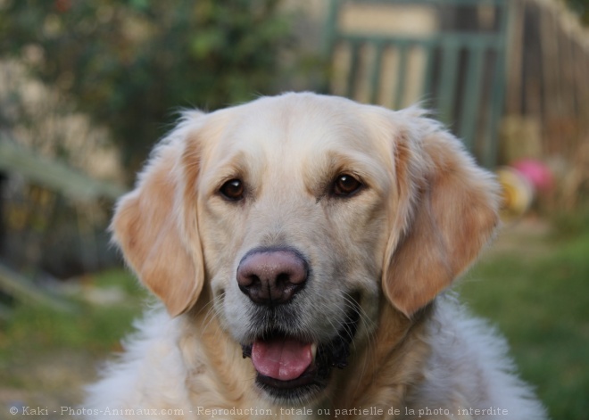 Photo de Golden retriever