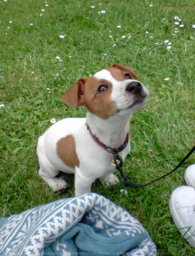 Photo de Jack russell terrier