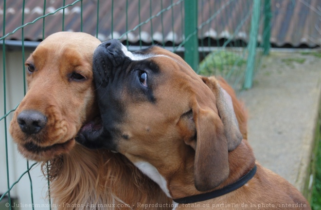 Photo de Boxer