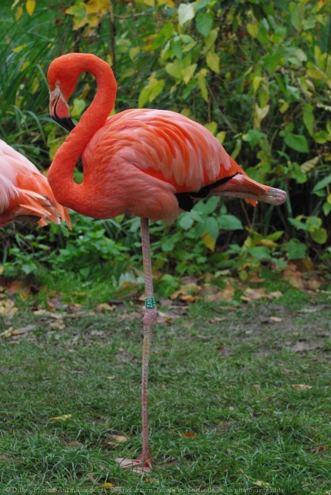 Photo de Flamand rose