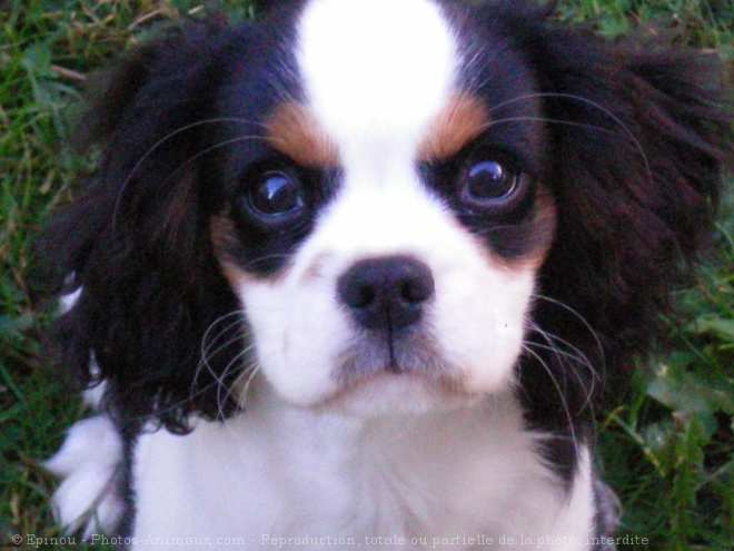 Photo de Cavalier king charles spaniel