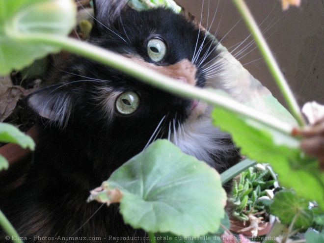 Photo de Chat domestique