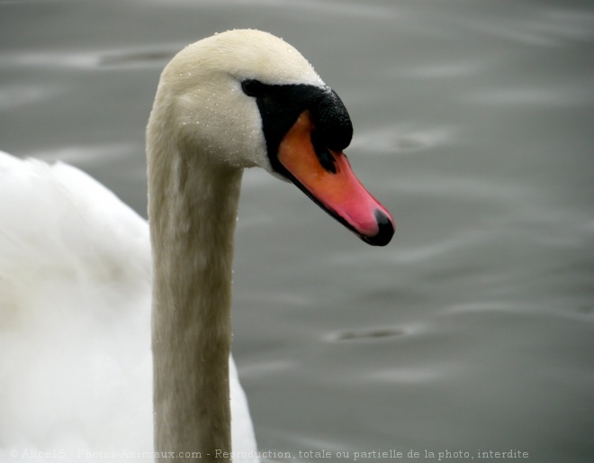 Photo de Cygne